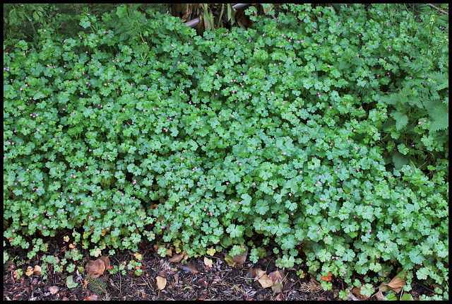 Geranium lucidum (2)