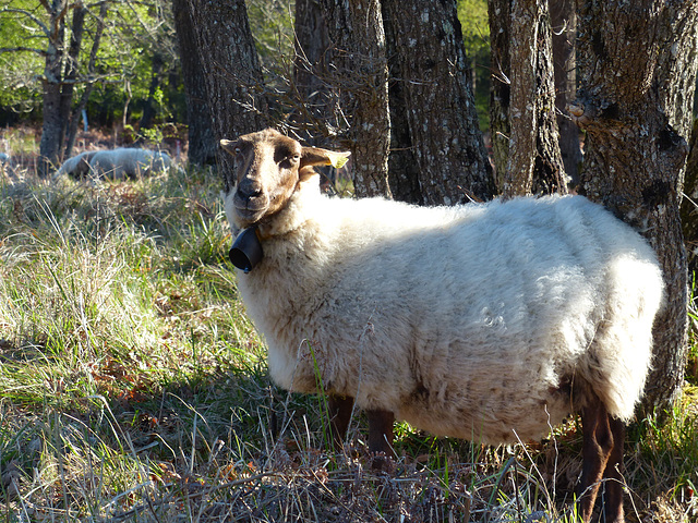 Transhumance du 5 mai 2016