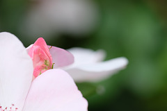 DSCF4292