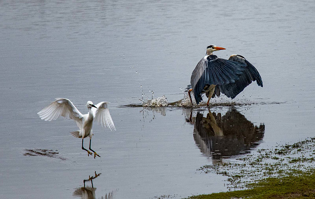 Little egret