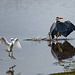 Little egret