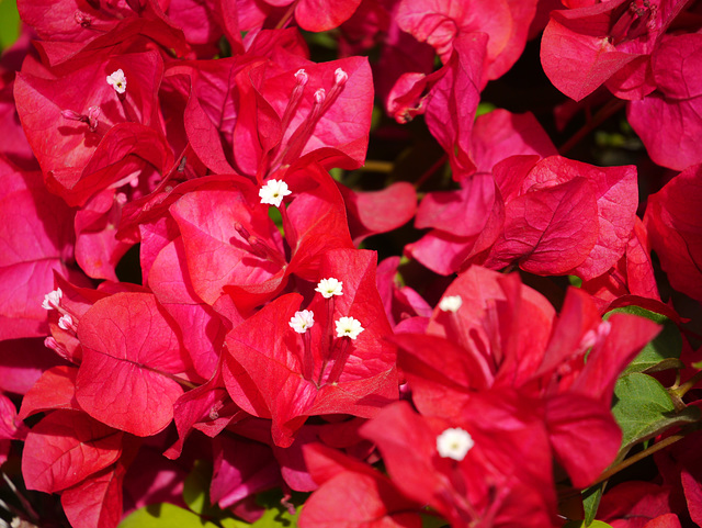 Bougainvillea