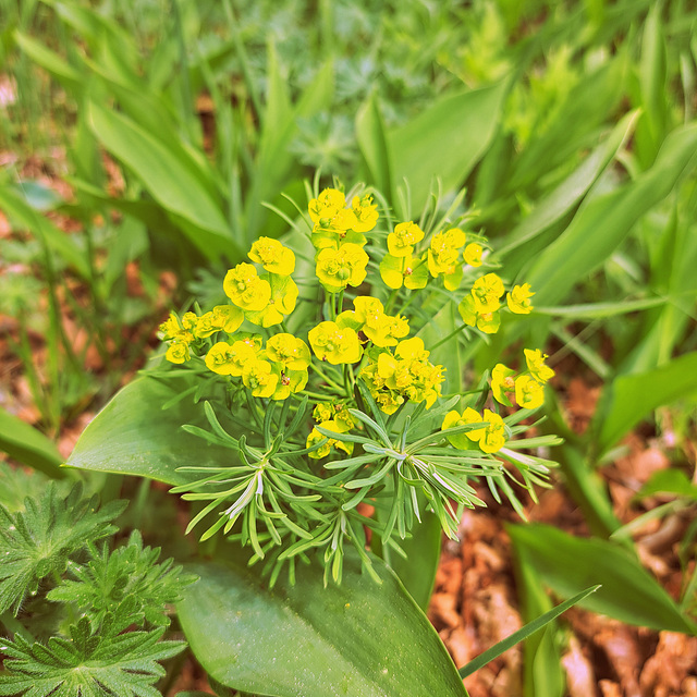 Zypressen-Wolfsmilch (Euphorbia cyparissias)