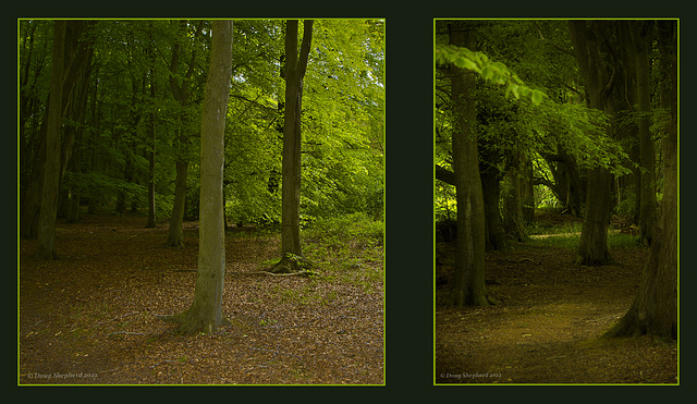 Light and shade of the Spring canopy