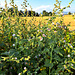 Echter Eibisch (Althaea officinalis)