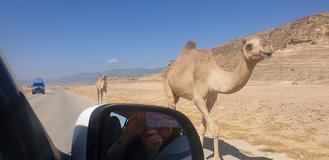 Dromedaries Along the Road