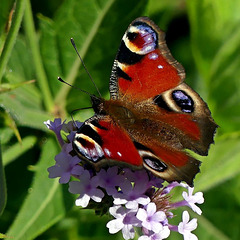 Papillon