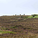 Cuween Hill Chambered Cairn