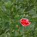 Denmark's Colours