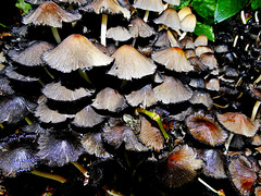 Shaggy Inkcap. Coprinus comatus