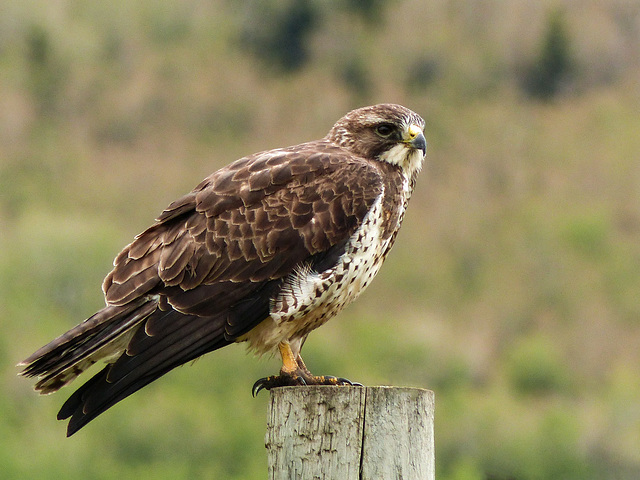 Swainson's Hawk