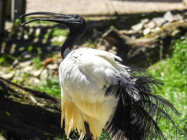 20170527 1749CPw [D~LIP] Heiliger Ibis (Syrmaticus aethiopicus), Vogelpark Detmold-Heiligenkirchen