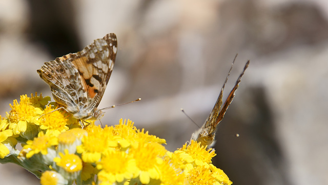 Diestelfalter (Vanessa cardui)