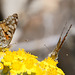 Diestelfalter (Vanessa cardui)