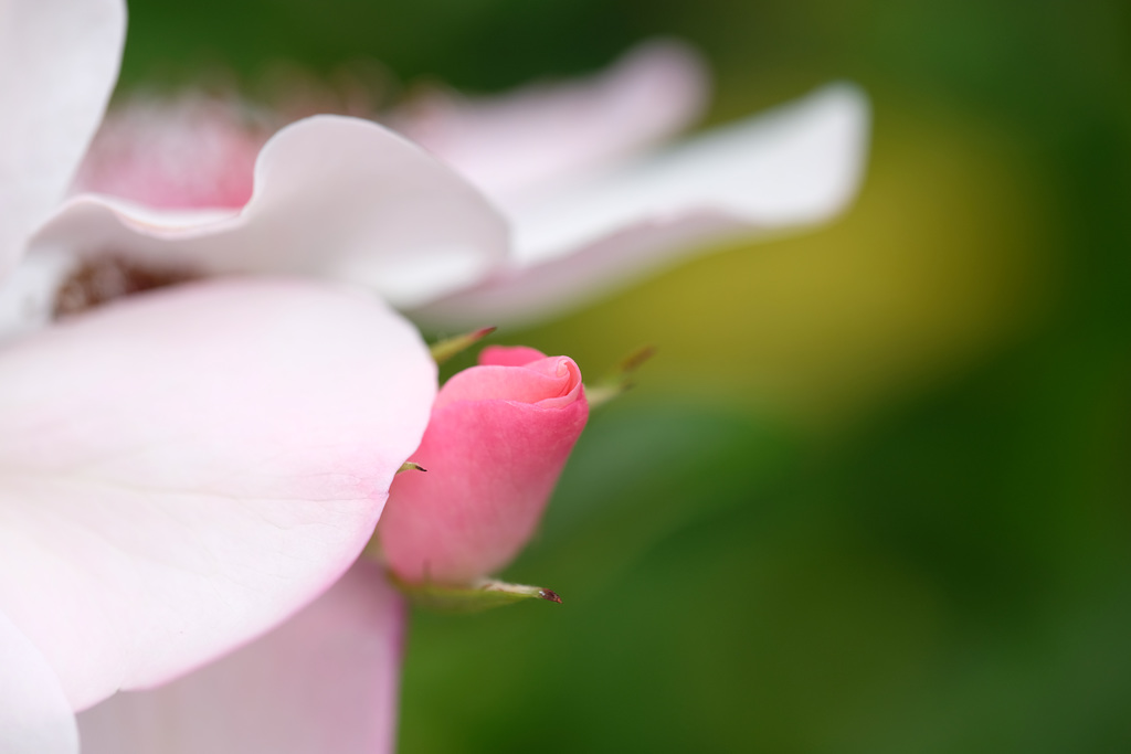 DSCF4285