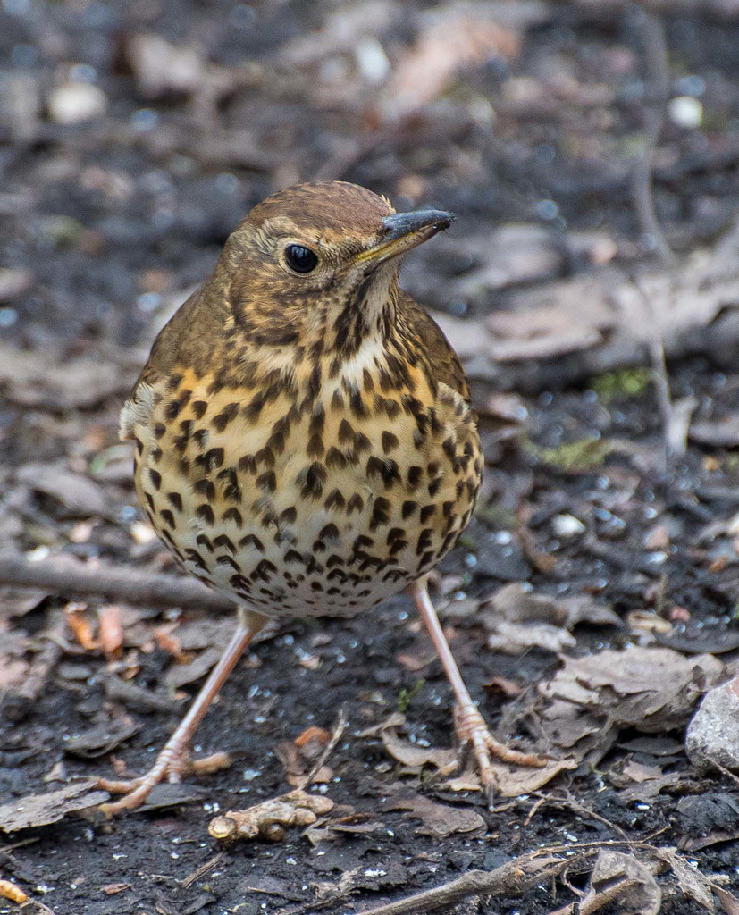 Thrush.4jpg