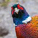 Pheasant