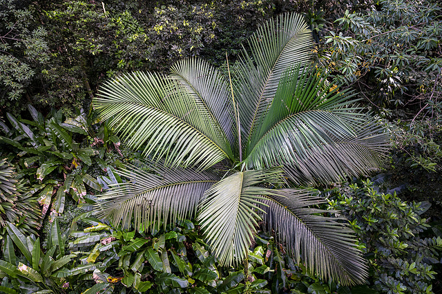 rainforest St. Lucia