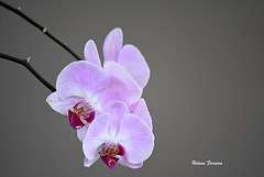 Orchids.