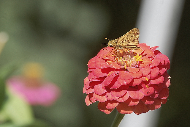Moth