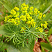 Zypressen-Wolfsmilch (Euphorbia cyparissias)