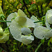20220908 1656CPw [D~LIP] Platterbse (Lathyrus alba), UWZ, Bad Salzuflen