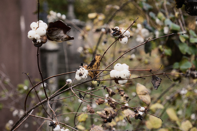 Schneebeeren