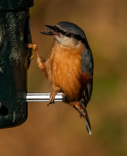 Nuthatch