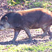Zoo de Cerza  Parc animalier Normandie (le tapir terrestre)