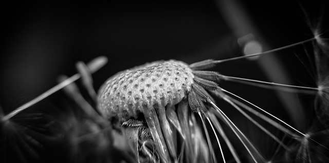 Die Teile der Pusteblume genau angeschaut :))  Looked closely at the parts of the dandelion :))  J'ai regardé attentivement les parties du pissenlit :))