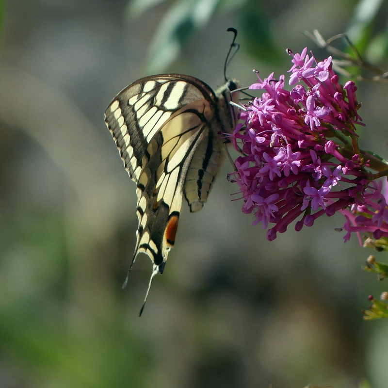 Papillon