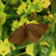 Souris ou Phalène de l'euphorbe