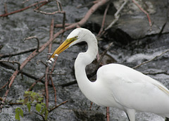 grande aigrette / great white egret