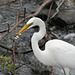 grande aigrette / great white egret