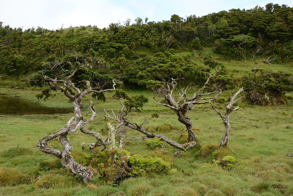 Azores, Forest in the Overgrown Lava Fields of the Pico Volcano