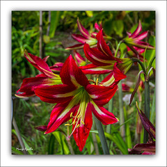 Jardín botánico - VII