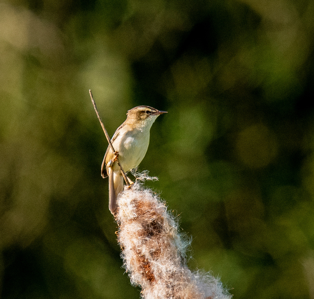 Sedge warbler
