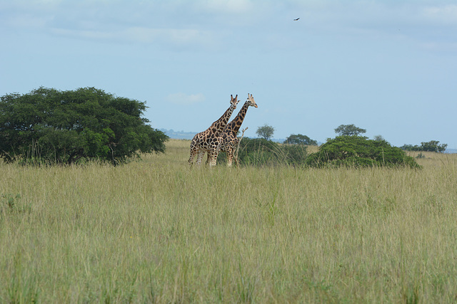 Uganda, A Pair of Giraffes in the Murchison Falls National Park