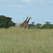 Uganda, A Pair of Giraffes in the Murchison Falls National Park