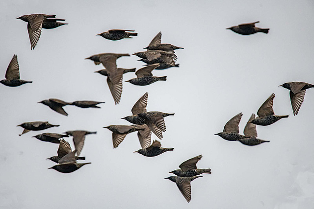 Starlings in flight