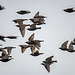 Starlings in flight