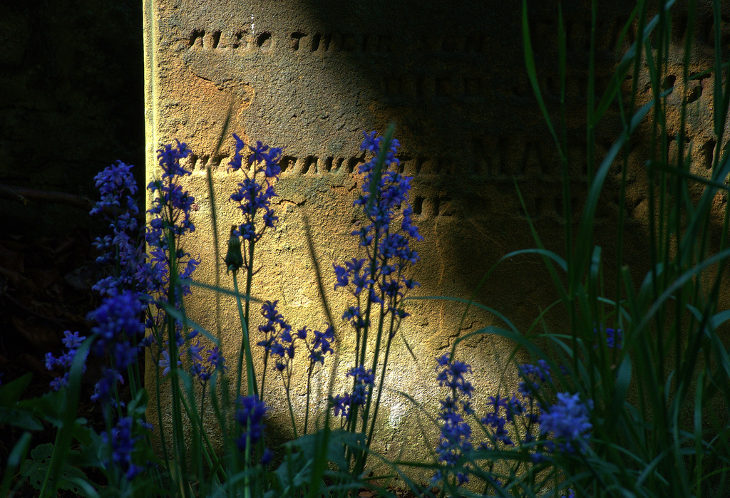 Light And Shadows At Preston Cemetery, North Tyneside