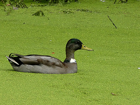 Eend in de erwtensoep