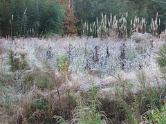 A frosty morning