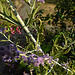20220908 1657CPw [D~LIP] Silber-Perowskie (Perovscia atriplicifolia), UWZ, Bad Salzuflen