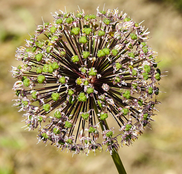 20230531 0511CPw [D~LIP] Lauch (Allium aflatunense), UWZ, Bad Salzuflen