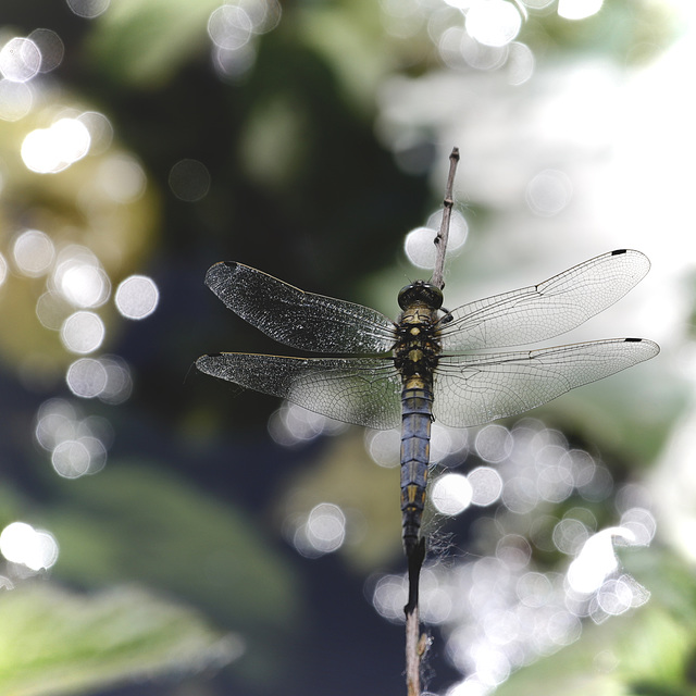 Orthetrum réticulé ( monsieur)