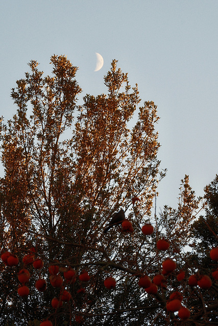 Mond, Kaki, Amsel...