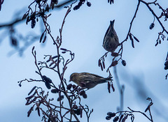 Siskin