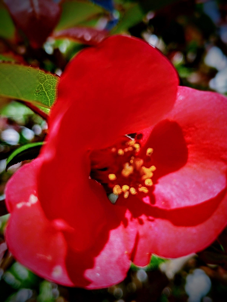 Red Beauty.